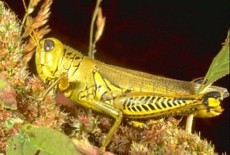 Short-Horned Grasshopper