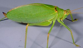 Katydid