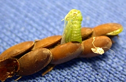 Katydid eggs and hatchling