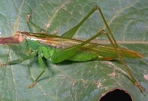 Long-Horned Grasshopper