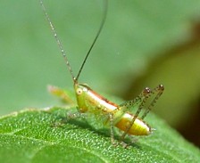 Long-horned Grasshopper Nymph