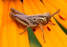 Short-horned Grasshopper Nymph