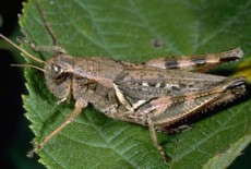 Short-Horned Grasshopper