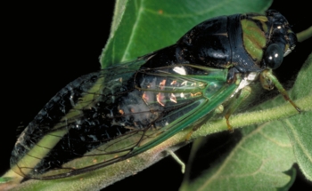 Annual Cicada Adult