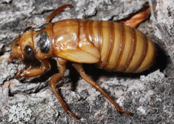 Periodical Cicada Nymph