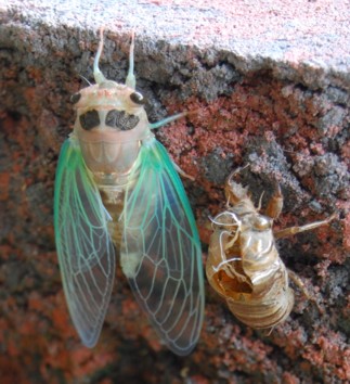 New adult cicada