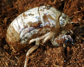 Annual Cicada Nymph