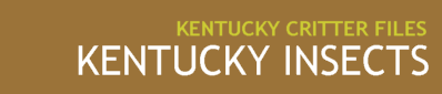 Kentucky Insects