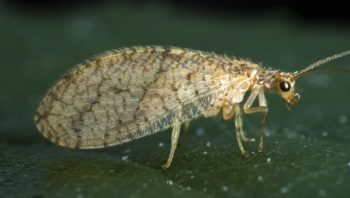 Brown Lacewing Adult
