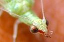 Green Lacewing