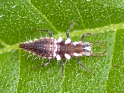 Green lacewing larva