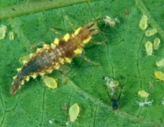 Green lacewing larva preying on aphids