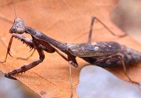 Carolina Mantid