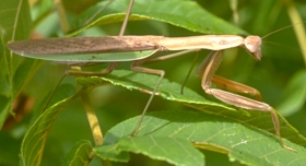 Chinese Mantid