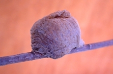 Praying mantid egg mass