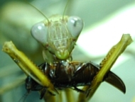 Preying mantid feeding on a beetle