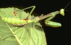 Mantid nymph (R. Bessin, 2000)