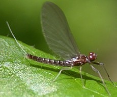 Mayfly