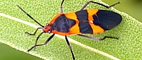 Milkweed Bug