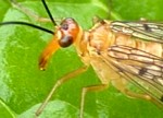 Scorpionfly