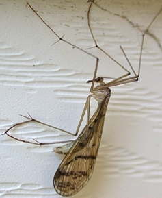 Hangingfly waiting for prey