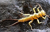 Stonefly Naiad