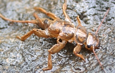 Stonefly Naiad