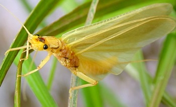 Teneral Stonefly