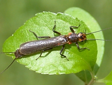 Stonefly