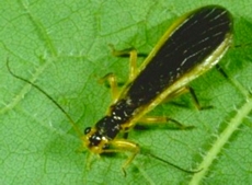 Stonefly