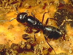 Carpenter Ant