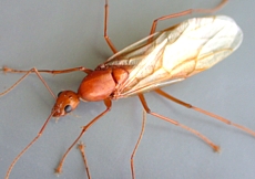 Winged carpenter Ant