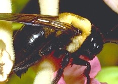 Carpenter Bee, Xylocopa sp.