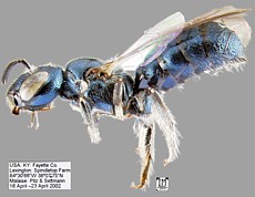 Carpenter Bee, Ceratina sp.