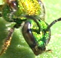 Halictid Bee