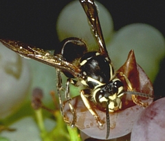 Bald-faced Hornet