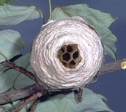 Hornet Nest