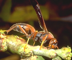 Paper Wasp