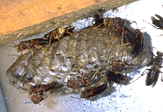 Paper Wasp Nest