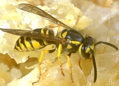 Yellowjacket