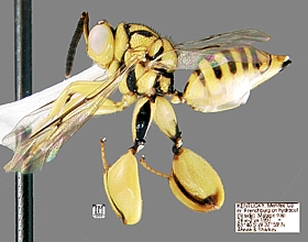 Chalcidid Wasp