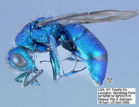 Cuckoo Wasp