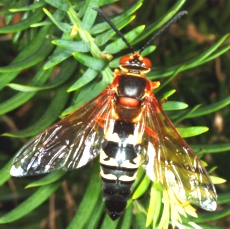 Cicada Killer Wasp