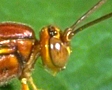 Ichnuemon Wasp