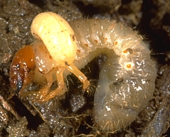 tiphiid larva feeding on a grub
