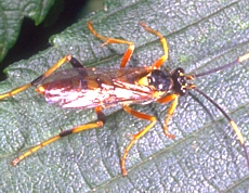 Ichnuemon Wasp