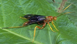 Ichnuemon Wasp