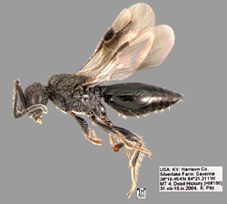Megaspilid Wasp