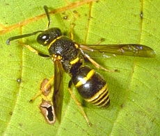 Potter Wasp