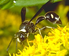 Potter Wasp